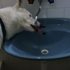 Aj psovia vedia pit z umyvadla
