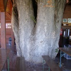 Strom krčmovník